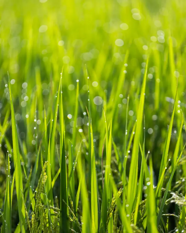 Dew on ripening rice paddy